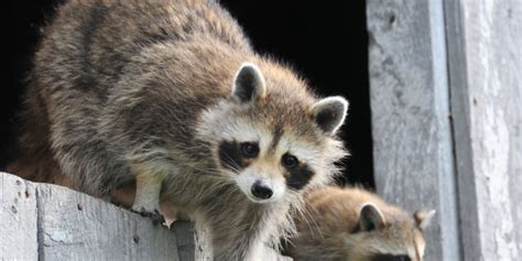 How To Keep Raccoons Away? Our Top 5 Raccoon Prevention & Safety Tips ...