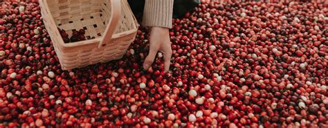 Cranberry Harvest Process in Quebec | Patience Fruit & Co