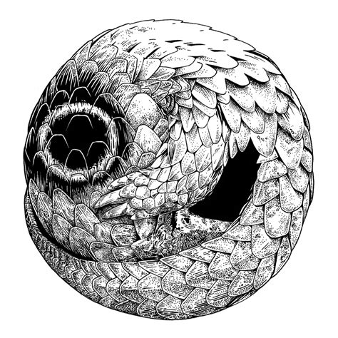 Pangolin by rghayati on DeviantArt