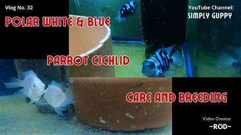 Polar White and Polar Blue Parrot Cichlid Care and Breeding | Vlog 33 ...