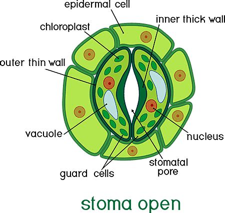 Stomata Leaf Diagram