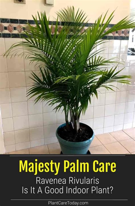 Is The Majesty Palm A BAD House Plant Or Indoor Palm? | Indoor palm ...