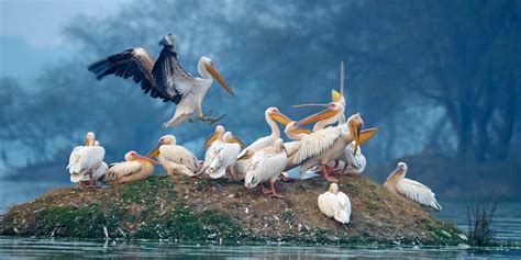 Bharatpur Bird Sanctuary a birding delight 3 hrs drive from Delhi