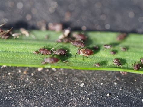 13 Types of Black Aphids (& How to Get Rid of Them)