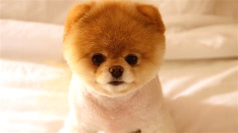 Pomeranian Puppies: A Shameless "AAaaahhhh CUTE!" Post • Lazer Horse