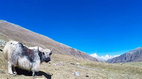 Visit Sangla: 2024 Travel Guide for Sangla, Himachal Pradesh | Expedia