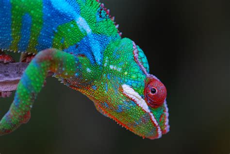 300 Awesome Chameleon Names