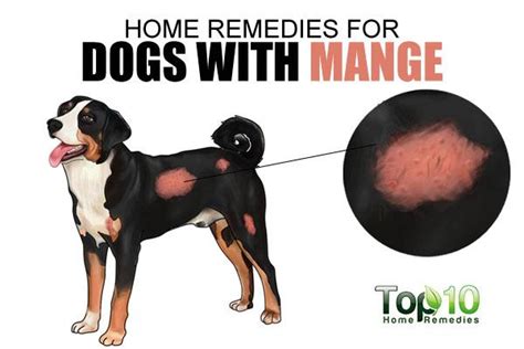 Home Remedies for Dogs with Mange | Top 10 Home Remedies