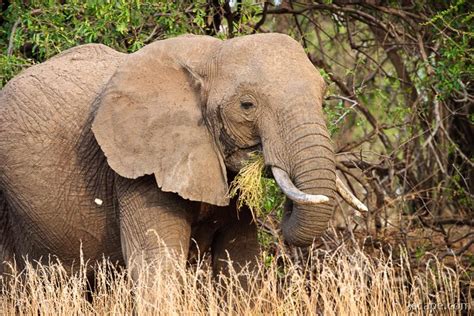 Elephant eating grass Photograph by Adam Romanowicz