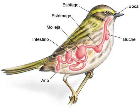 Partes de un ave