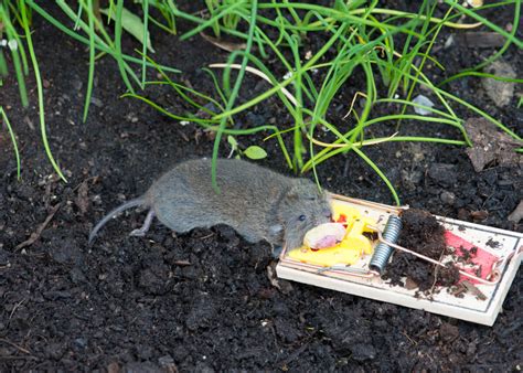 How to Trap A Mouse That Eats the Bait Off the Trap - Yale Pest Control