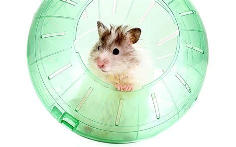 Best Hamster Ball For Syrian, Dwarf and Robo Hamsters