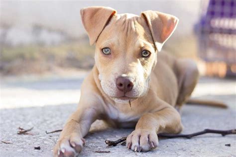 American Pit Bull Puppies: Care, Feeding, Education - Pets Feed