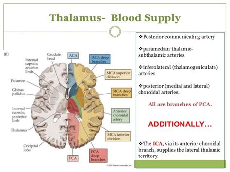 Thalamus