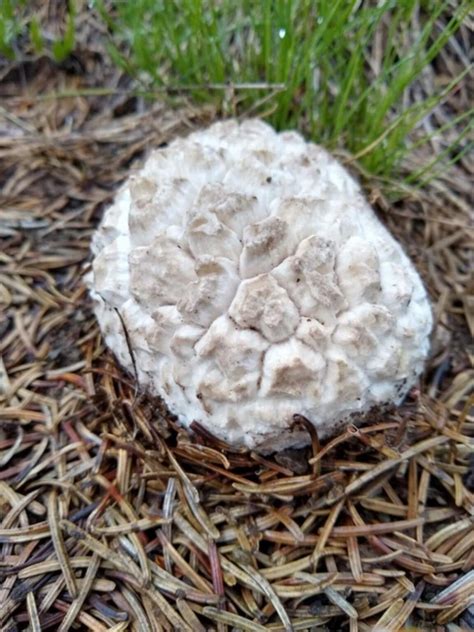 Giant Puffball Mushrooms: Identification, Foraging, and Recipes ...