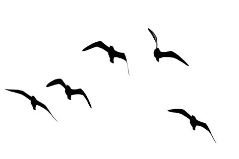 Seagull Silhouette Tattoo at GetDrawings | Free download