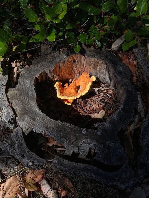 Chicken of the Woods… | Curious Spectacles