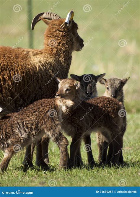 Soay Sheep stock image. Image of sheep, brown, scotland - 24630257