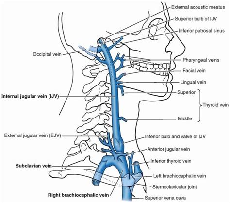 Internal Jugular Vein Course -Tributaries Relations, 53% OFF