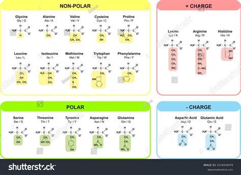 Amino Acids And Abbreviations