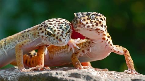 The Stages in a Leopard Gecko’s Life Cycle — Wow! – animalfoodplanet