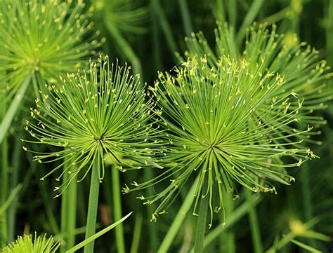 Papyrus Plant Guide: How to Grow & Care for “Cyperus Papyrus”