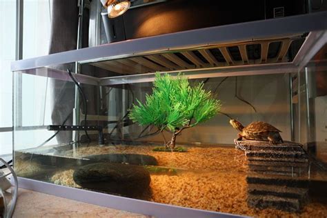 The Best Turtle Tank to Buy in 2024 (5 Choices 100% WORKING!)