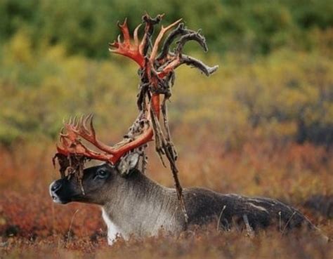 Freshly peeled antlers : r/natureismetal