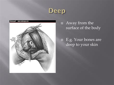 PPT - Anatomical Directional Terms PowerPoint Presentation, free ...