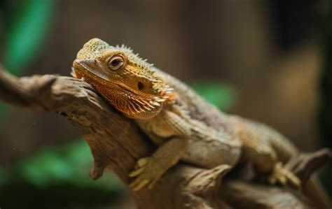 Bearded Dragon Habitat: 7 Tips To Setup The Best Enclosure