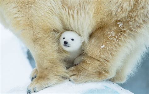 13+ Cute Baby Polar Bears Celebrate International Polar Bear Day ...