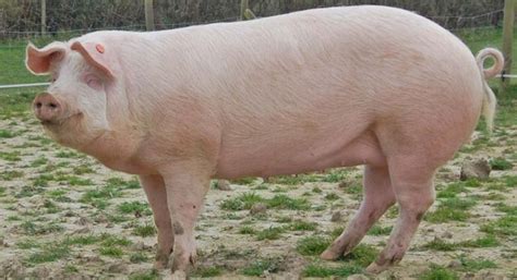 Landrace Pig: Characteristics, Behavior, And More - Agriculture Guide ...