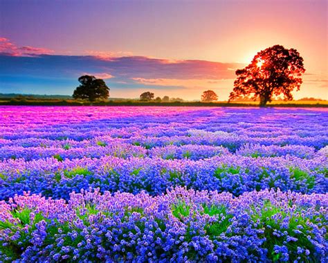 🔥 [60+] Flower Field Wallpapers | WallpaperSafari