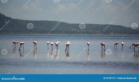 Flamingos on Lake Nakuru stock image. Image of beautiful - 5378137