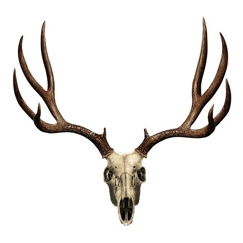 Deer Skull Drawing | Free download on ClipArtMag