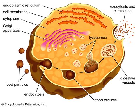 Lysosome | Description, Formation, & Function | Britannica