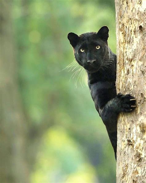 Peekaboo! A black leopard saying hello Photo by @kiran.ranga.v # ...