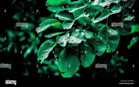 rain drops on leaves Stock Photo - Alamy