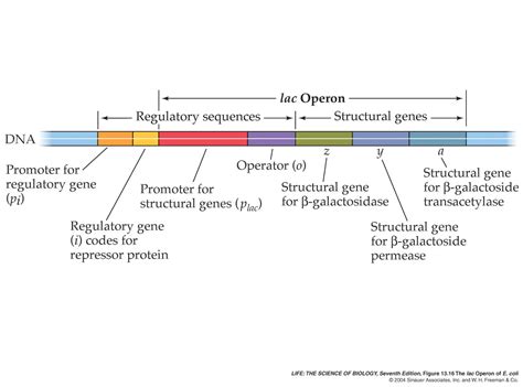 What is a regulatory gene? + Example