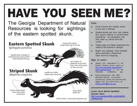 Stinky Handstands and Other Eastern Spotted Skunk Facts - Georgia ...