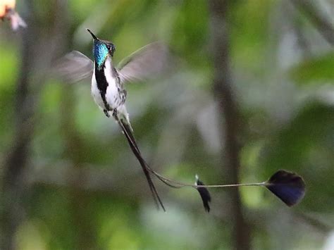 Marvelous Spatuletail - eBird