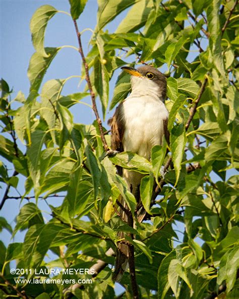 Yellow-billed Cuckoo - Laura Meyers Photography