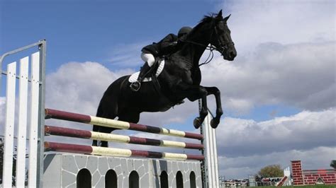 The 8 Best Jumping Horses In The World - Select Show Horses