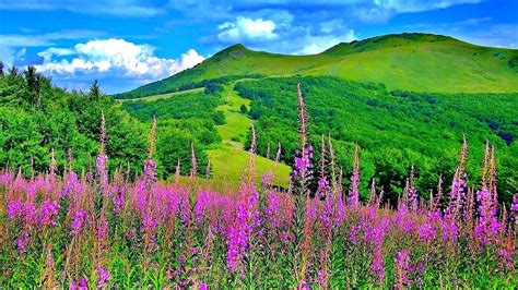 Green Mountain Flowers Trees Nature