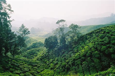 Tea Plantation, Cameron Highlands Free Photo Download | FreeImages