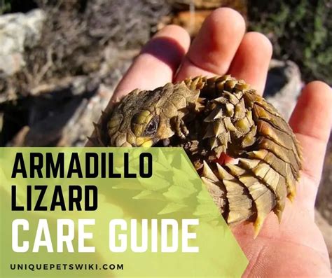 Ultimate Armadillo Lizard Care Guide for Beginners