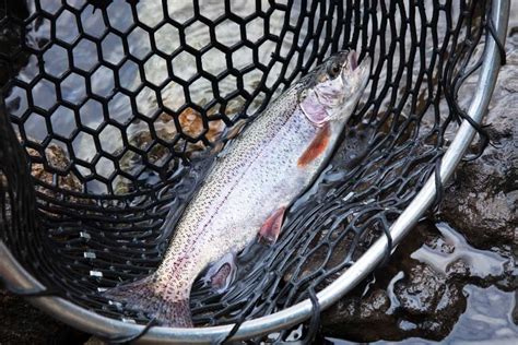 Rainbow Trout Farming in India: Requirements and Business Plan