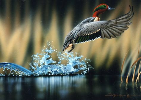 Wildlife Photography Wallpapers - Top Free Wildlife Photography ...