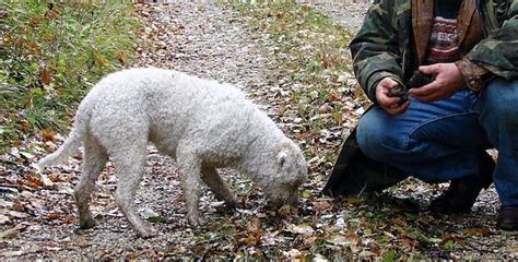 Truffle Hunting Dogs 101: How Dogs Help Owners Sniff Out Big Bucks!