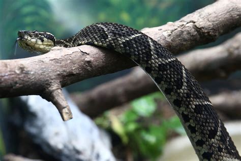 Venom Of Brazilian Snake Could Hold Key In Fight Against COVID-19